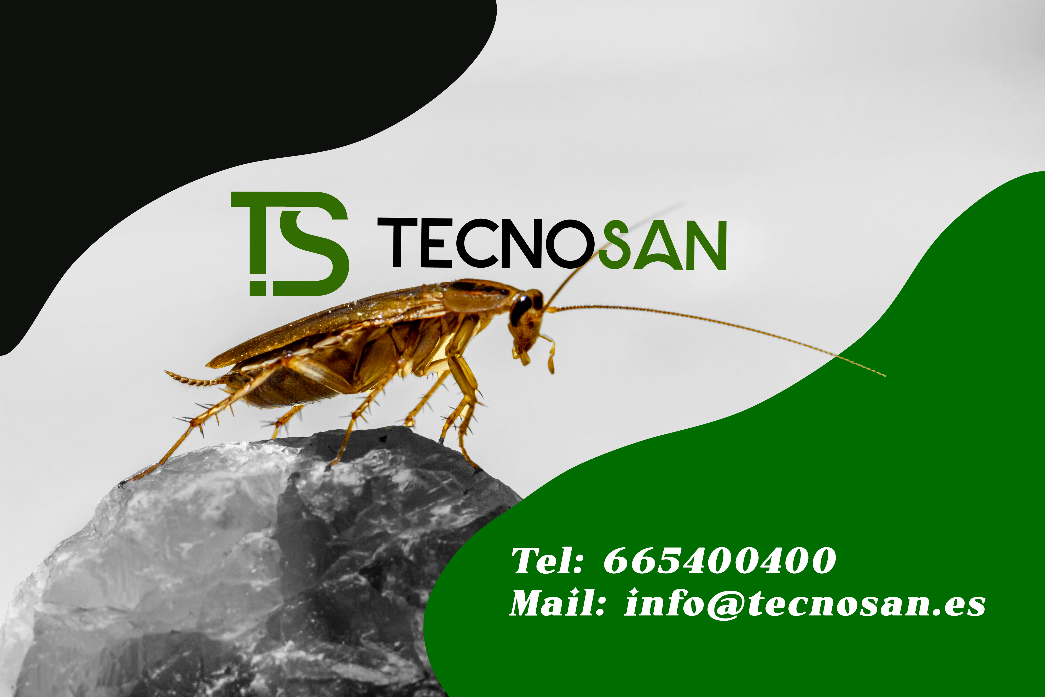 img Cucaracha Germánica en Torrevieja | Eliminación Profesional TECNOSAN