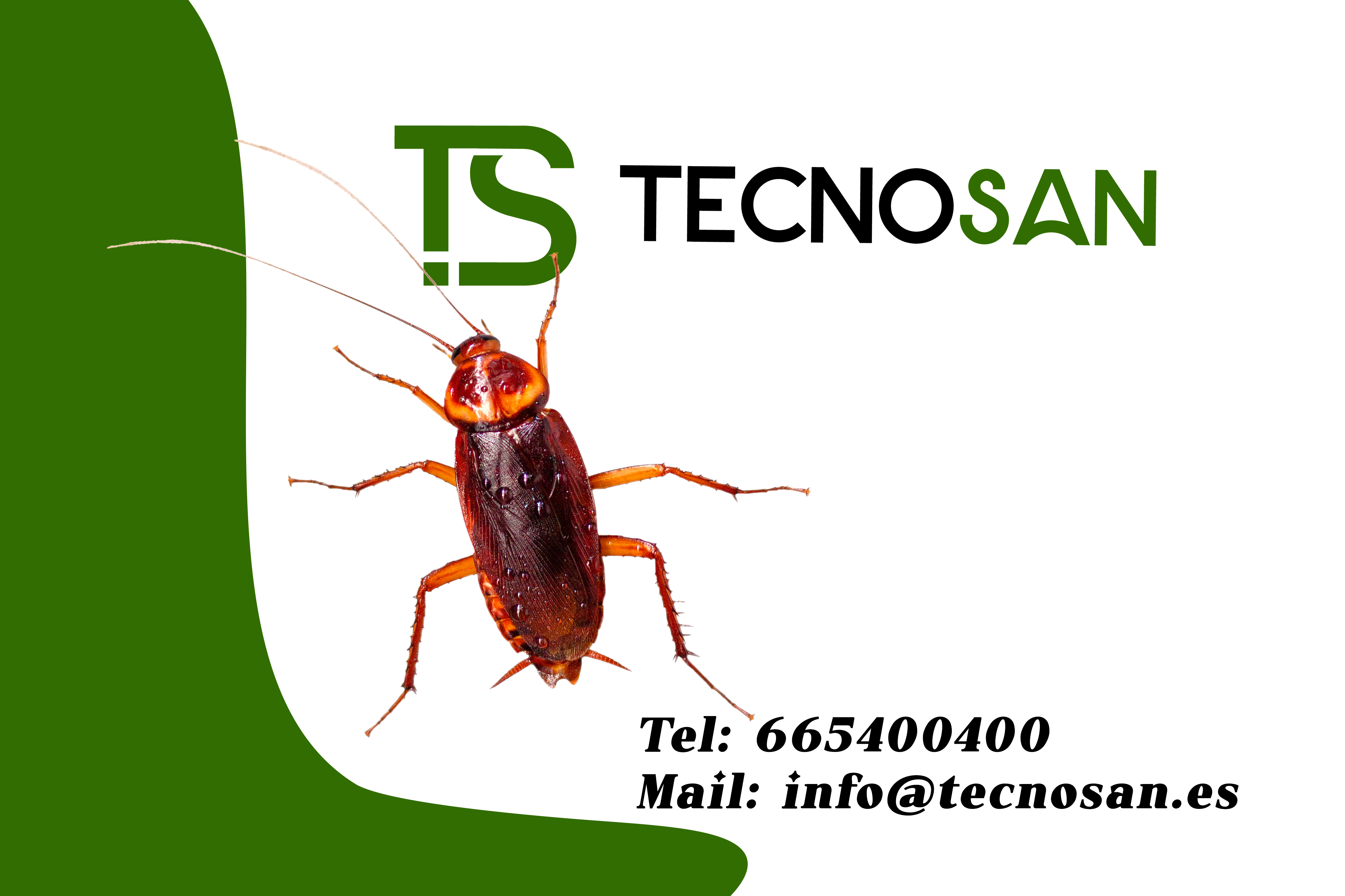 img Cucaracha Germánica en Elche: Cómo Identificarla y Eliminarla Eficazmente