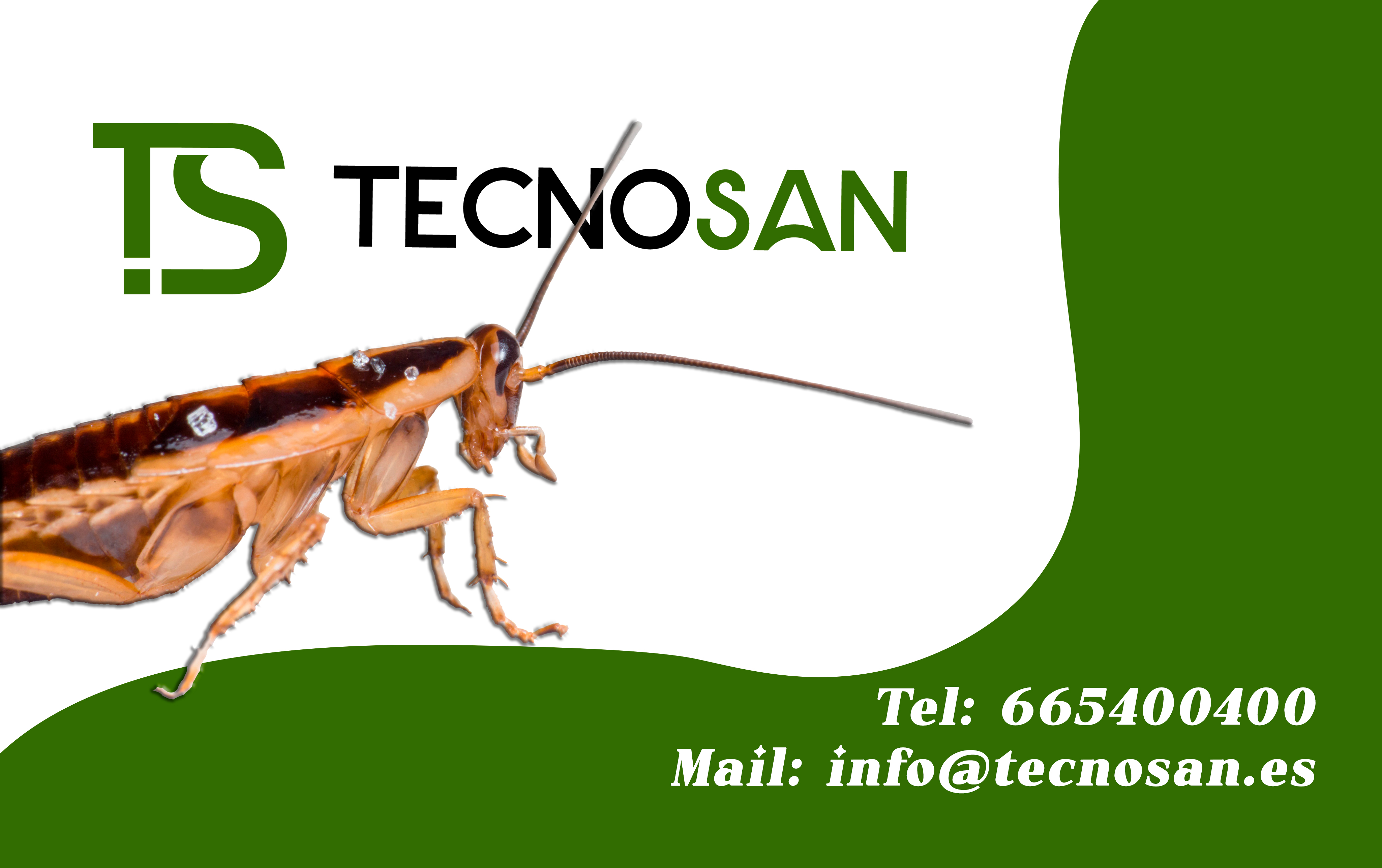 img Cucaracha Germánica en Murcia | Eliminación Profesional TECNOSAN 